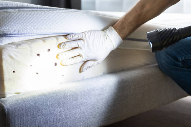 Best Local Pest Control Services  in Bloomingdale, IL