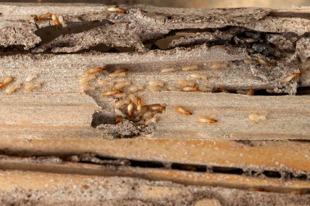 Best Emergency Pest Control  in Bloomingdale, IL